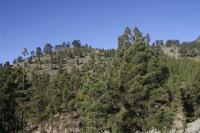 Borovice kanárská (Pinus canariensis)