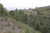 Borovice kanárská (Pinus canariensis)