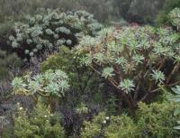 Pryšec tmavofialový (Euphorbia atropurpurea)