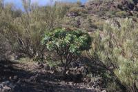 Pryšec tmavofialový (Euphorbia atropurpurea)