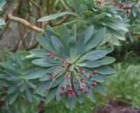 Pryšec tmavofialový (Euphorbia atropurpurea)