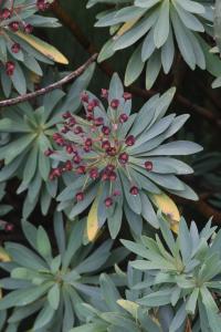 Pryšec tmavofialový (Euphorbia atropurpurea)