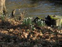 Snowdrop (Galanthus nivalis)