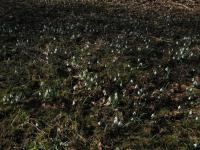 Snowdrop (Galanthus nivalis)