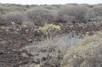 Šramatka oleandrolistá (Kleinia neriifolia)