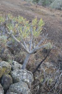 Šramatka oleandrolistá (Kleinia neriifolia)