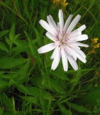 Hadí mord růžový (Scorzonera rosea)