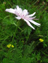 Hadí mord růžový (Scorzonera rosea)