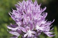Vstavač italský (Orchis italica)