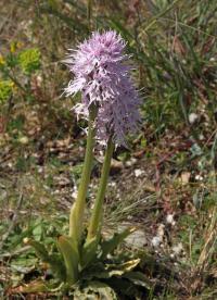 Vstavač italský (Orchis italica)