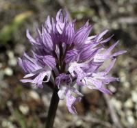 Vstavač italský (Orchis italica)