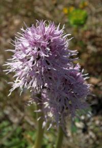 Vstavač italský (Orchis italica)