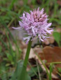 Vstavač italský (Orchis italica)