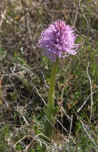 Vstavač italský (Orchis italica)