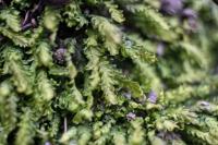 Krondlovka tisolistá