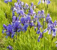 Kosatec sibiřský (Iris sibirica)