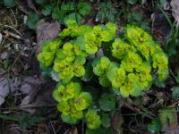 Mokrýš střídavolistý (Chrysosplenium alternifolium)