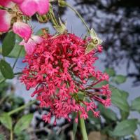 Mavuň červená (Centranthus ruber)