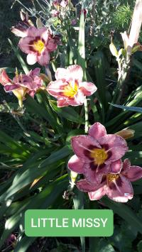Denivka 'Little Missy' (Hemerocallis)