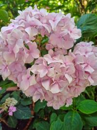 Hortenzie velkolistá 'Bailmer' (Hydrangea macrophylla)