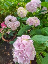 Hortenzie velkolistá 'Bailmer' (Hydrangea macrophylla)