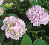 Hortenzie velkolistá 'Bailmer' (Hydrangea macrophylla)