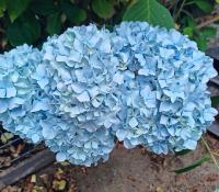 Hortenzie velkolistá 'Bailmer' (Hydrangea macrophylla)
