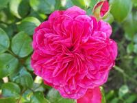 Růže 'Leonardo da Vinci' - Sadové růže (Rosa)