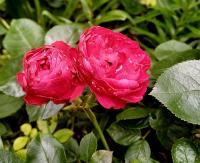 Růže 'Leonardo da Vinci' - Sadové růže (Rosa)