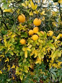 Citronečník trojlistý (Poncirus trifoliata)
