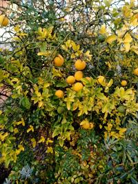 Citronečník trojlistý (Poncirus trifoliata)