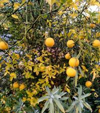 Citronečník trojlistý (Poncirus trifoliata)