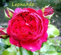 Růže 'Red Leonardo da Vinci' - Mnohokvěté růže (Rosa)