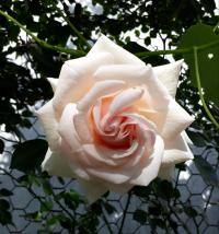 Růže 'Penny Lane' - Pnoucí růže (Rosa)