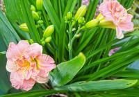 Denivka 'Siloam Double Classic' (Hemerocallis)