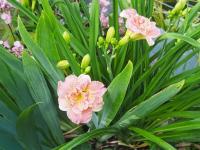 Denivka 'Siloam Double Classic' (Hemerocallis)