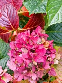 Hortenzie velkolistá 'Red Baron' (Hydrangea macrophylla)