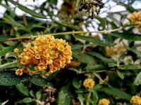 Komule Weyerova 'Sungold' (Buddleja x weyeriana)