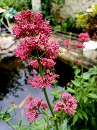 Mavuň červená (Centranthus ruber)