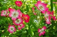 Růže 'Bienenweide Bicolor' - Pokryvné růže