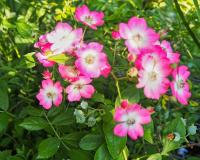 Růže 'Bienenweide Bicolor' - Pokryvné růže (Rosa)
