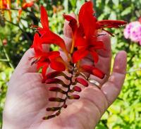 Montbrécie 'Lucifer' (Crocosmia)