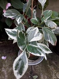 Hortenzie velkolistá 'Tricolor' (Hydrangea macrophylla)