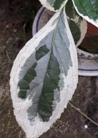 Hortenzie velkolistá 'Tricolor' (Hydrangea macrophylla)