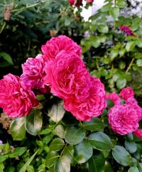Růže 'Leonardo da Vinci' - Sadové růže (Rosa)