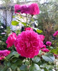 Růže 'Leonardo da Vinci' - Sadové růže (Rosa)