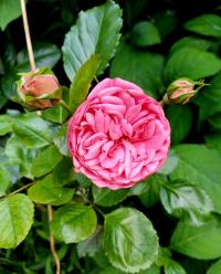 Růže 'Leonardo da Vinci' - Sadové růže (Rosa)