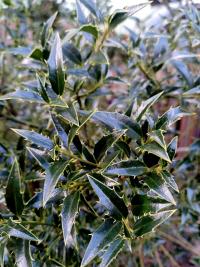 Cesmína ostrolistá 'Myrtifolia'