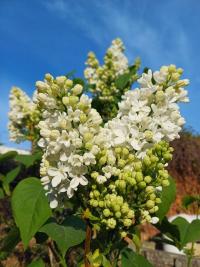 Šeřík obecný 'Miss Ellen Willmott' (Syringa vulgaris)