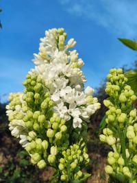 Šeřík obecný 'Miss Ellen Willmott' (Syringa vulgaris)